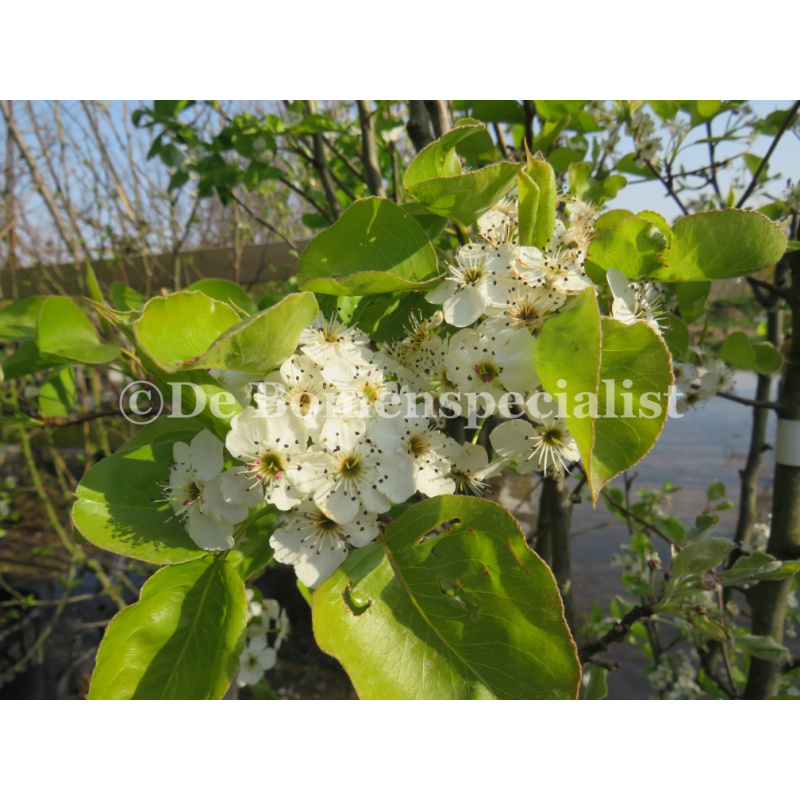 Pyrus Cal Chanticleer Spalieerbaum (Chinesische Wildbirne)
