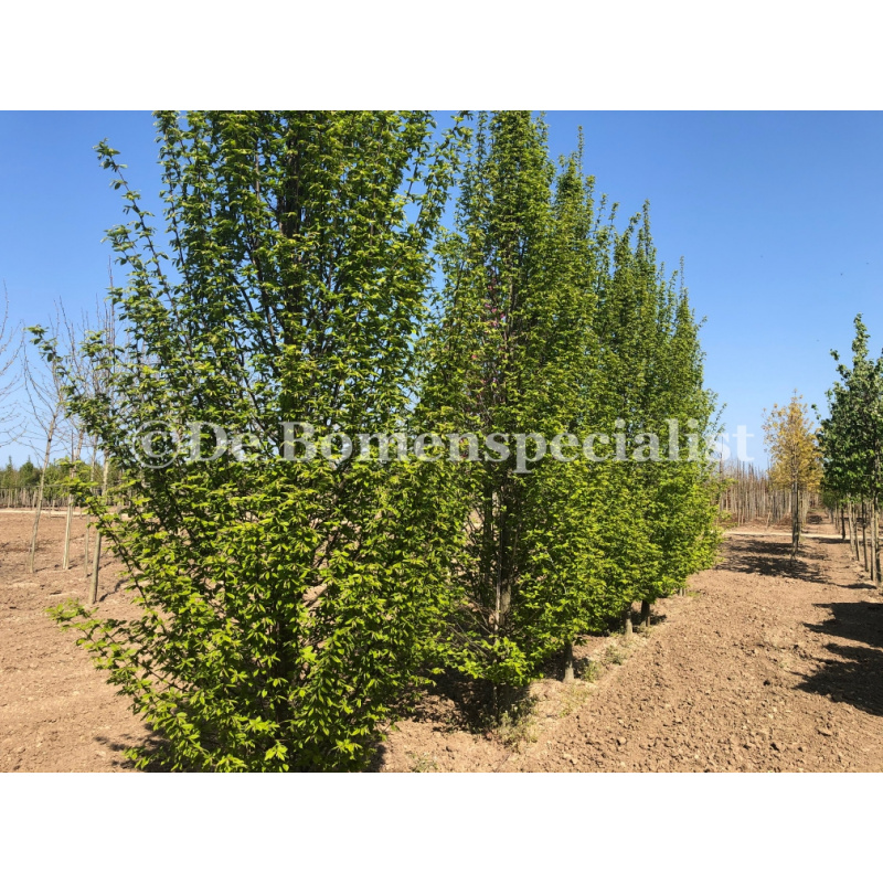 Säulenhainbuche (Carpinus Betulus Fastigiata)