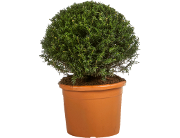 kaktus mammillaria Rare Cactus main image 0